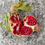 Italie Toscane grenade - voyage en famille terra italia
