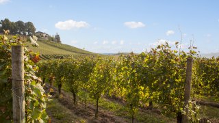 La région viticole du Franciacorta