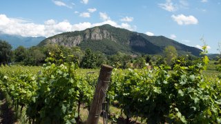 Les vignes de la région du Franciacorta