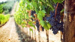 Les grappes de raisin en Toscane