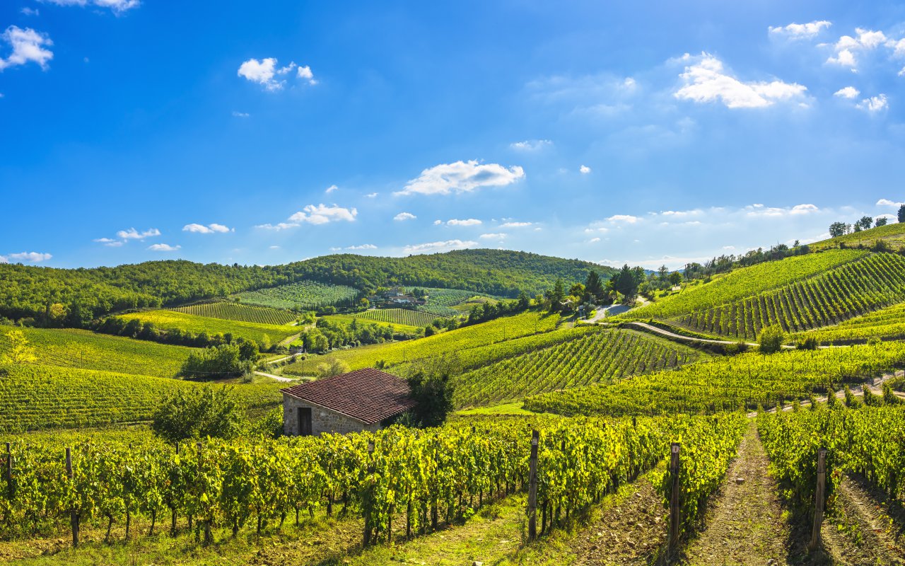 Les vignobles autour de Radda in Chianti