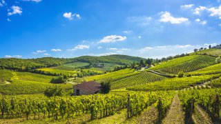 Les Collines du Chianti