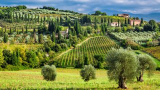 Les oliviers et les vignes du Chianti en Toscane