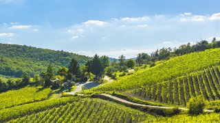  Cyprès, vignes & villages – Le grand tour de Toscane 